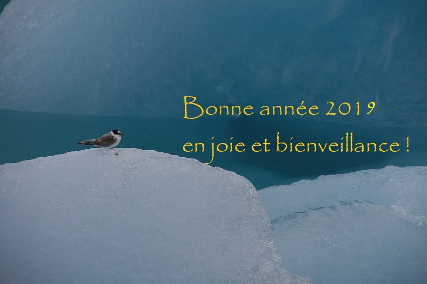 Au bord du lac gelé, le petit oiseau chante "bonne année 2019 en joie et bienveillance"